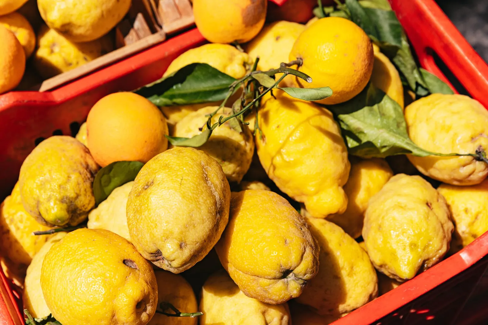 Crate of large Amalfi lemons and oranges with leaves attached
