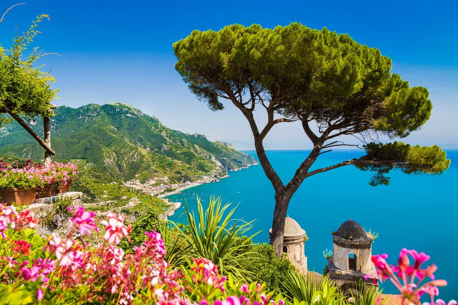 Umbrella pine and pink flowers on a terrace overlooking a green coastline and the sea